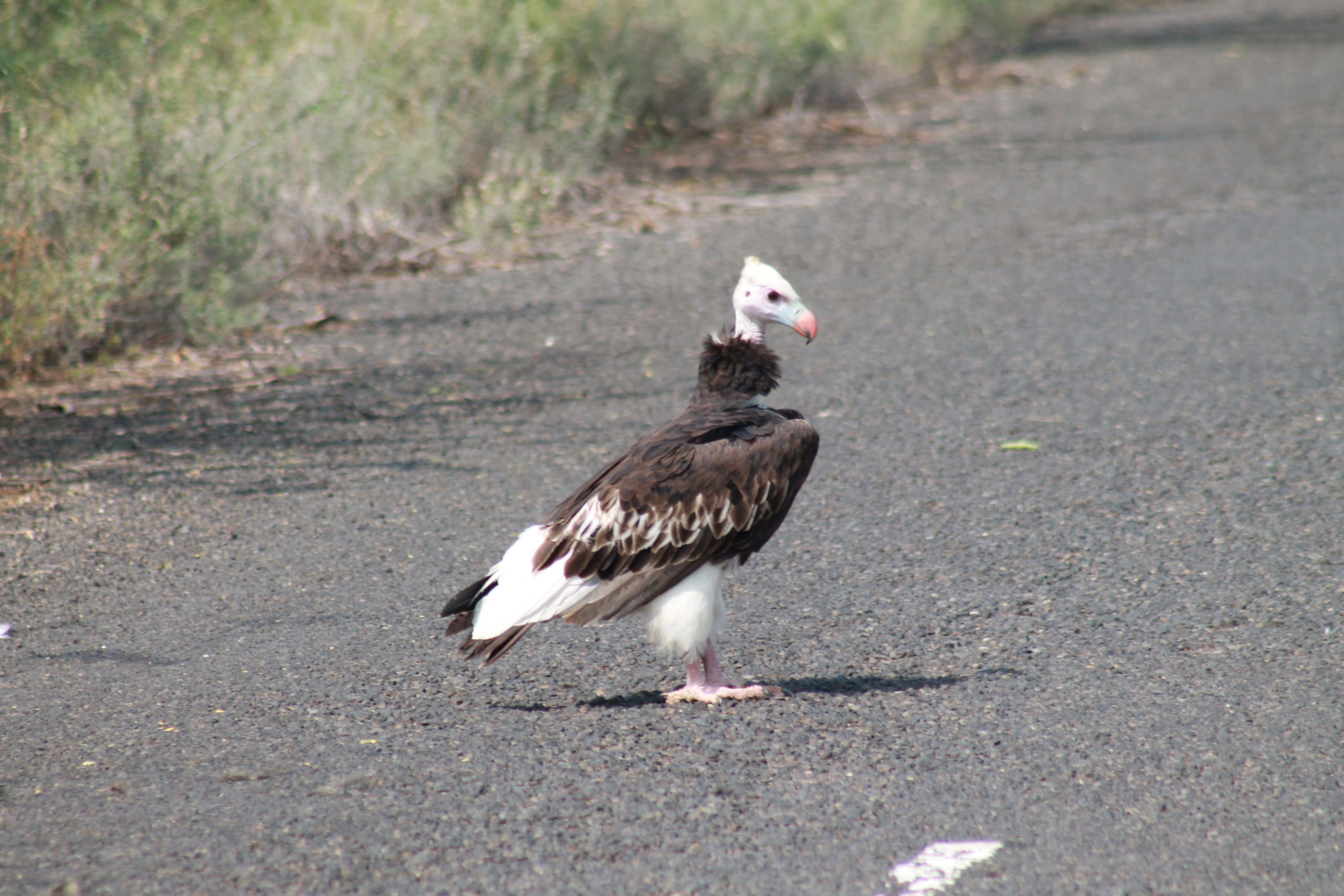 Vogelbeobachtung in Äthiopien in 7 Tagen