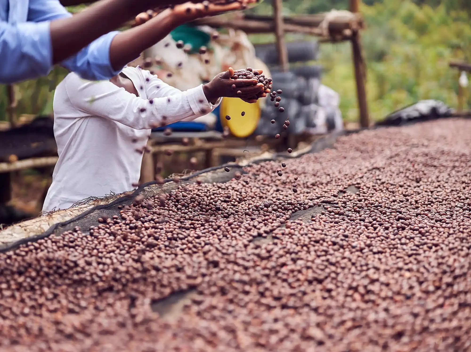 Hände sortieren Kaffeekirschen auf erhöhten Trockenbetten bei Mizan Teferi
