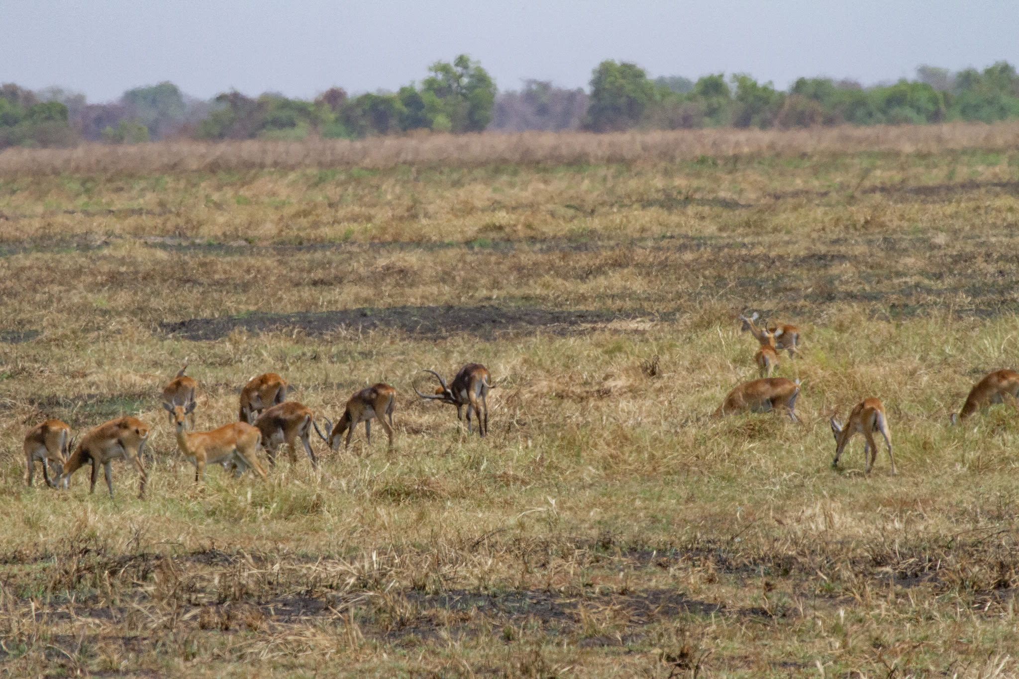 Gambela-Nationalpark, Äthiopien