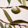 OL0299800-26