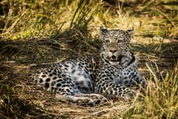 Little Machaba photo 6