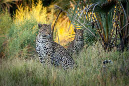 Gomoti Plains photo 4