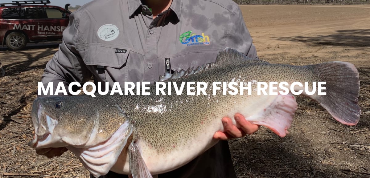 Macquarie River Fish Rescue Ozfish Unlimited
