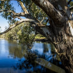OzFish Lachlan River Chapter (Forbes)