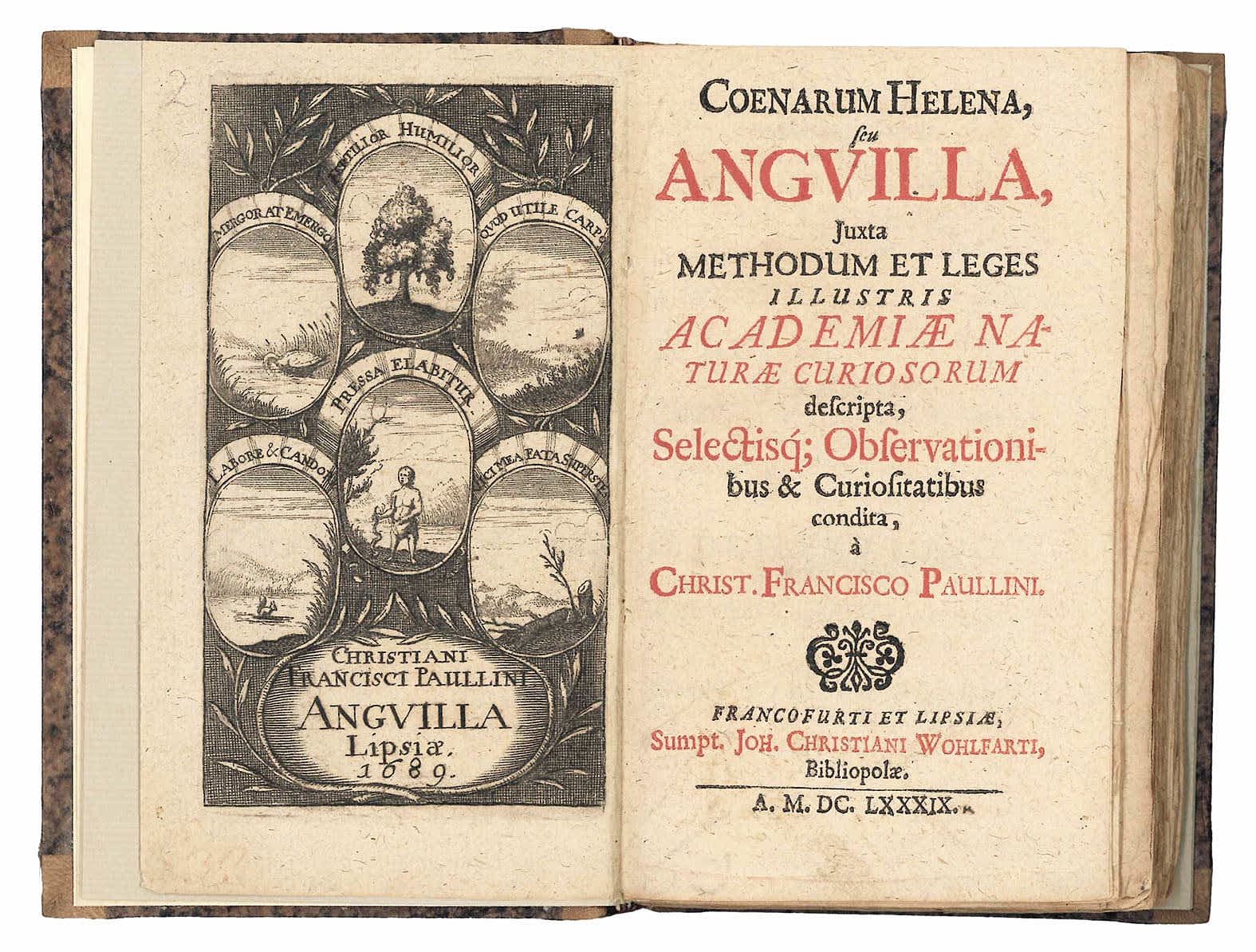 Coenarum Helena, seu Anguilla, iuxta methodum et leges Illustris Academiae Naturae Curiosorum descripta, selectisq; observationibus & curiositatibus condita [...]