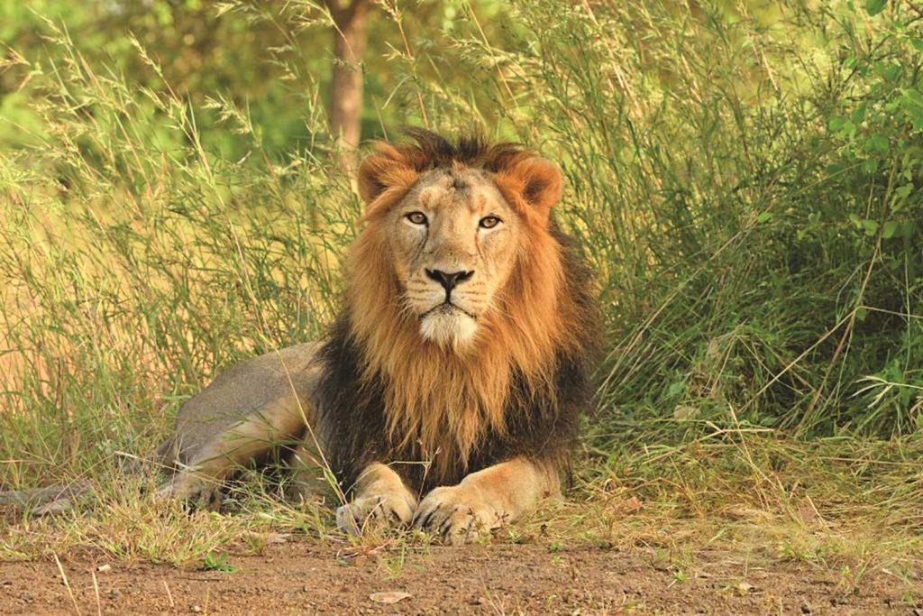 Asiatic Lion at Gujarat