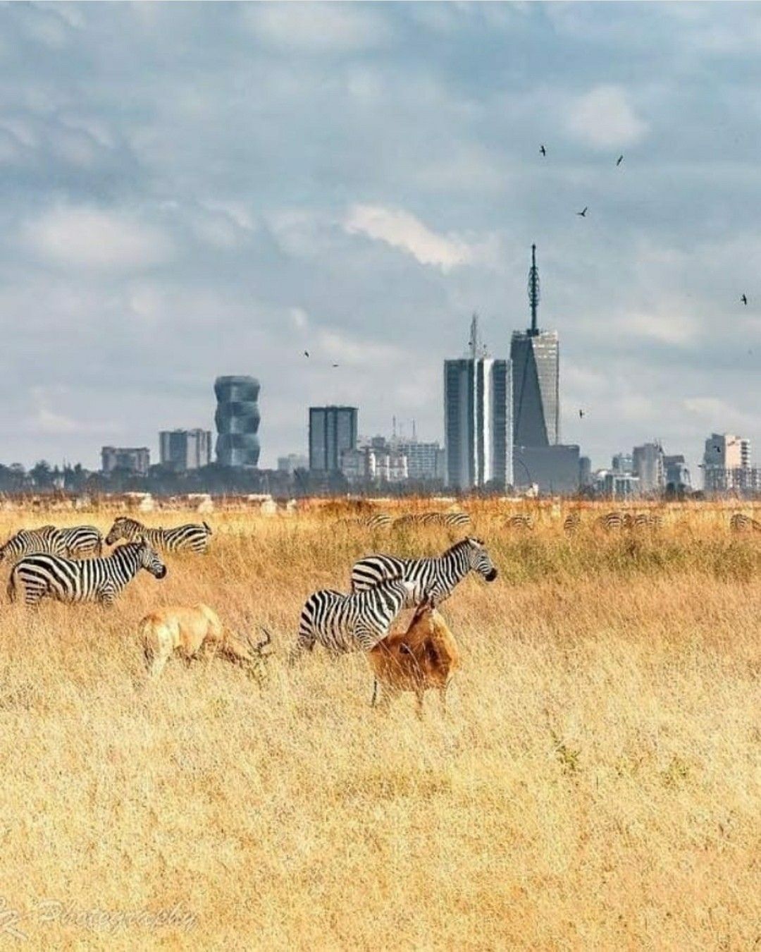 1 Day Nairobi National Park