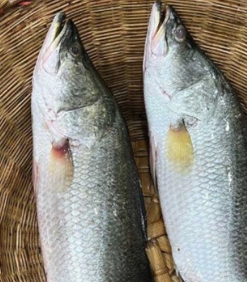 নদীর মাছ