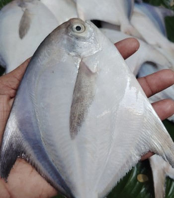 সামুদ্রিক মাছ