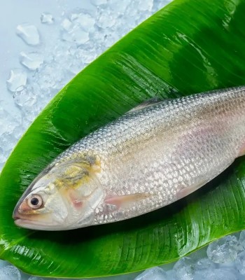 ইলিশ