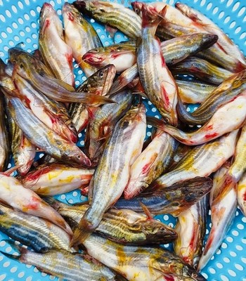 ছোট মাছ