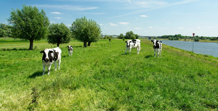 Hoe bouw je ondanks onzekerheden aan een toekomstbestendig landelijk gebied?