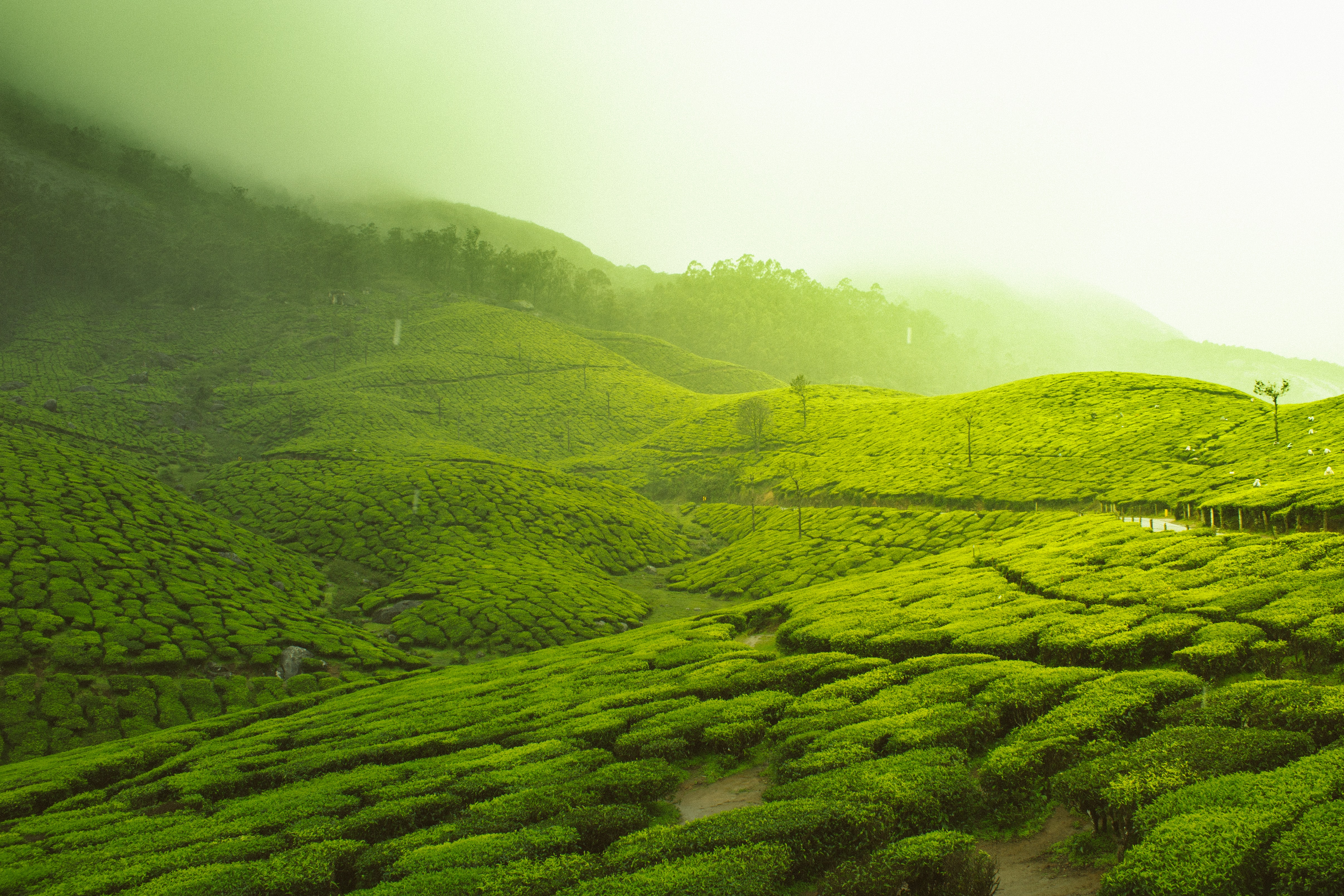 South India is Munnar - Tours, Travel, Trekking Booking in Pikme.org