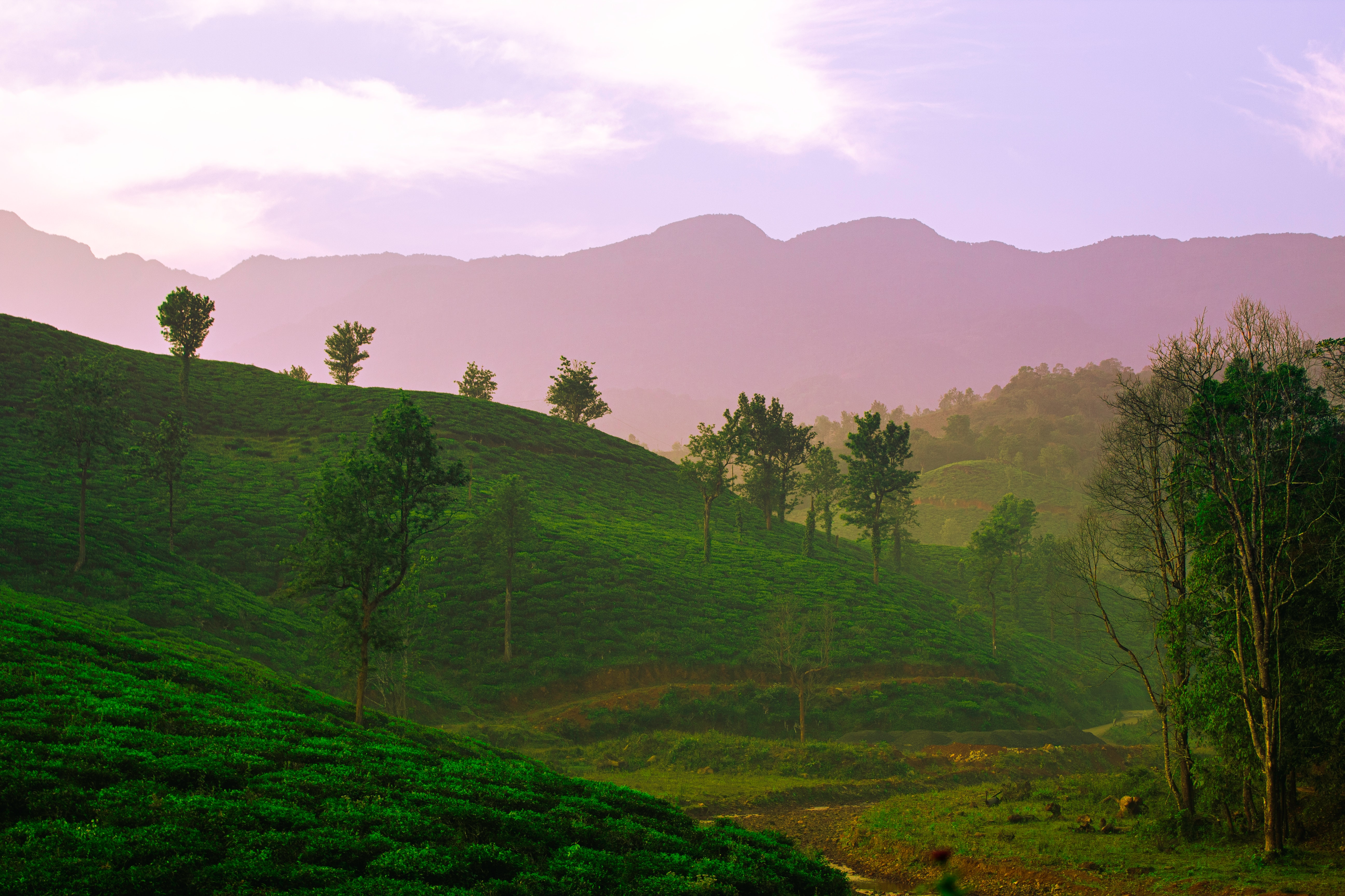 Wayanad