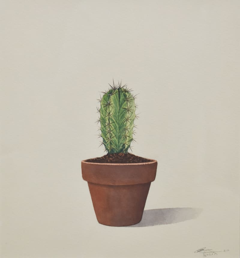 Cactus - 4