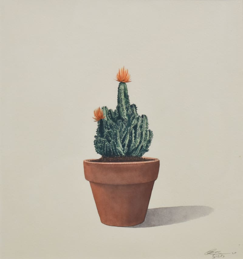 Cactus - 5