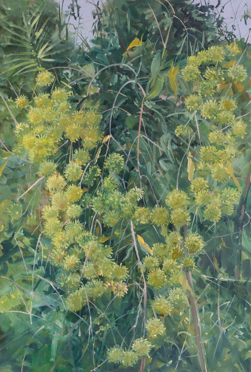 Rambutan Flowers