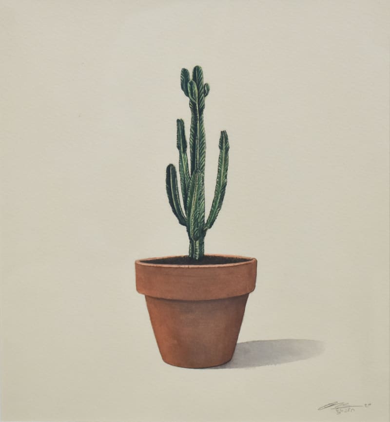 Cactus - 7