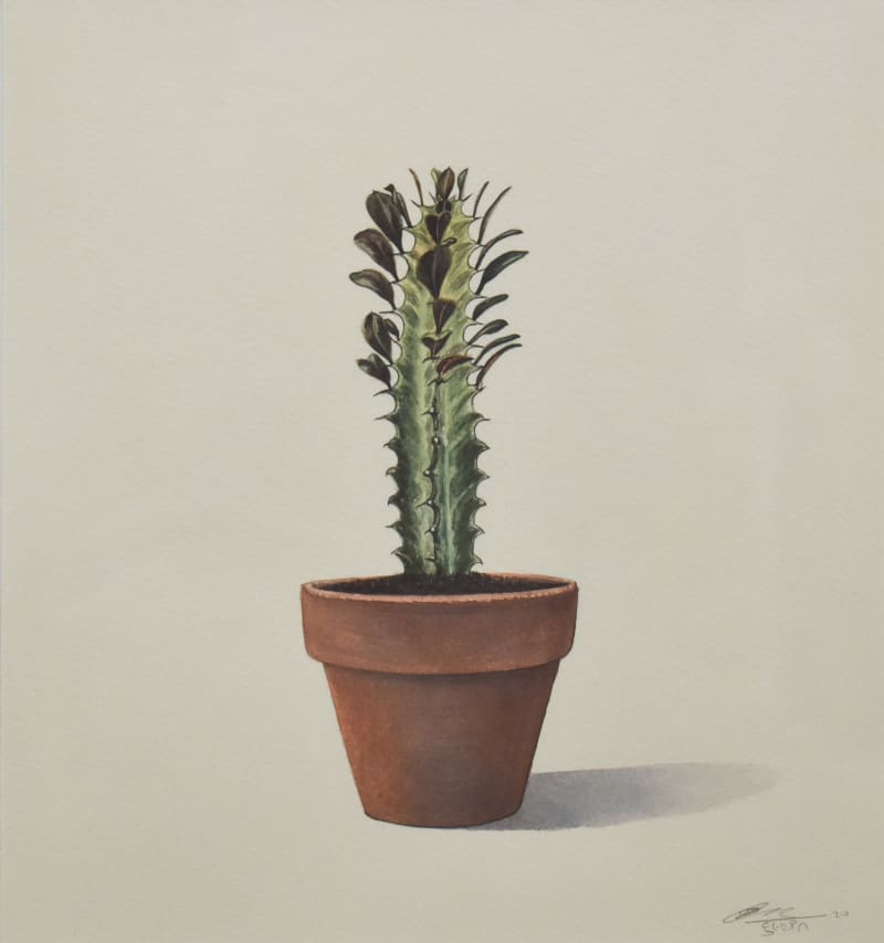Cactus - 8