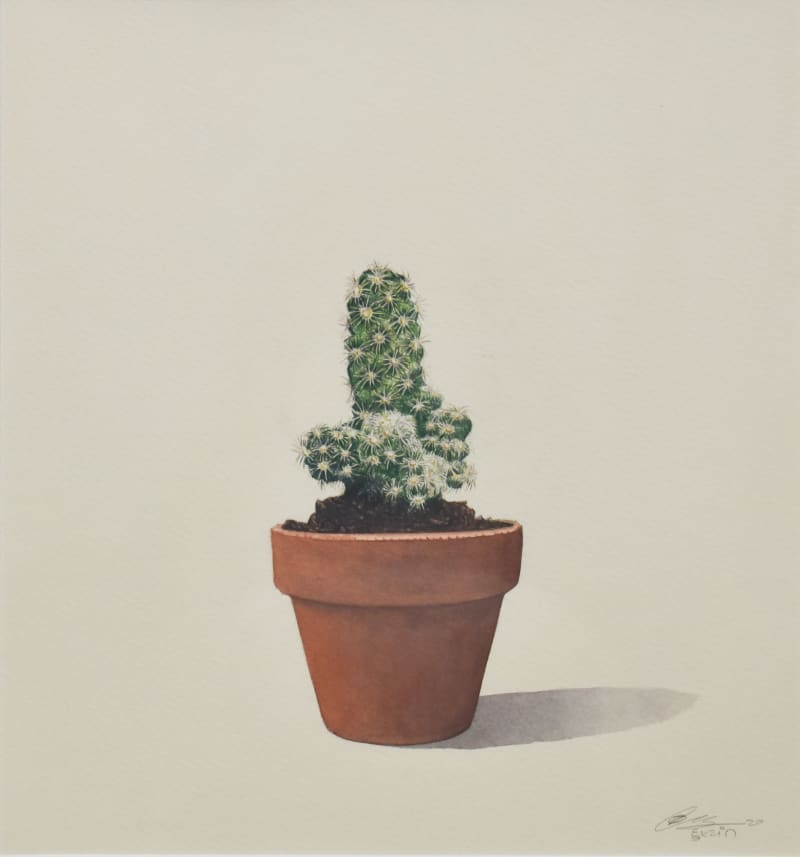Cactus - 3