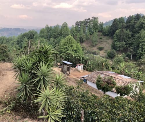 A picture of a coffee farm in Honduras