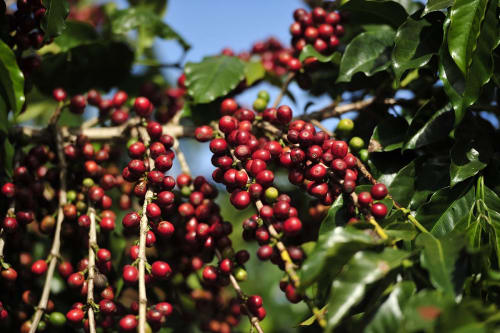 A picture of coffee cherries