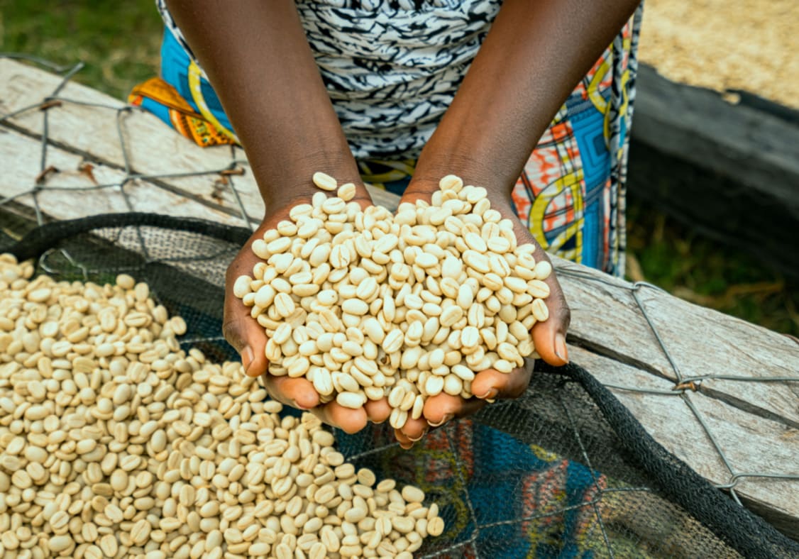 Arabica coffee beans