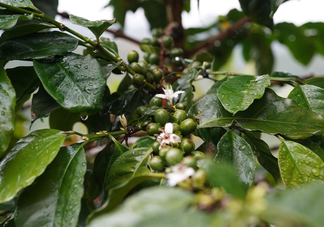 Coffee cherries developing on a coffee tree