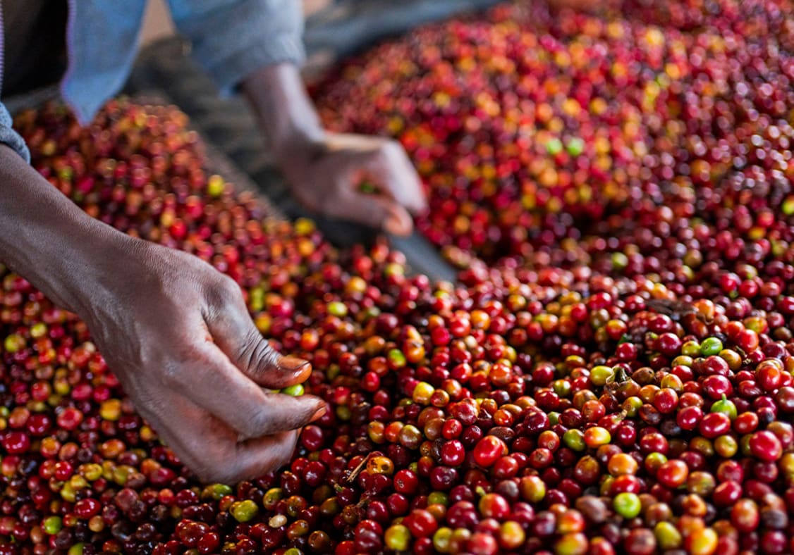 Unprocessed coffee cherries