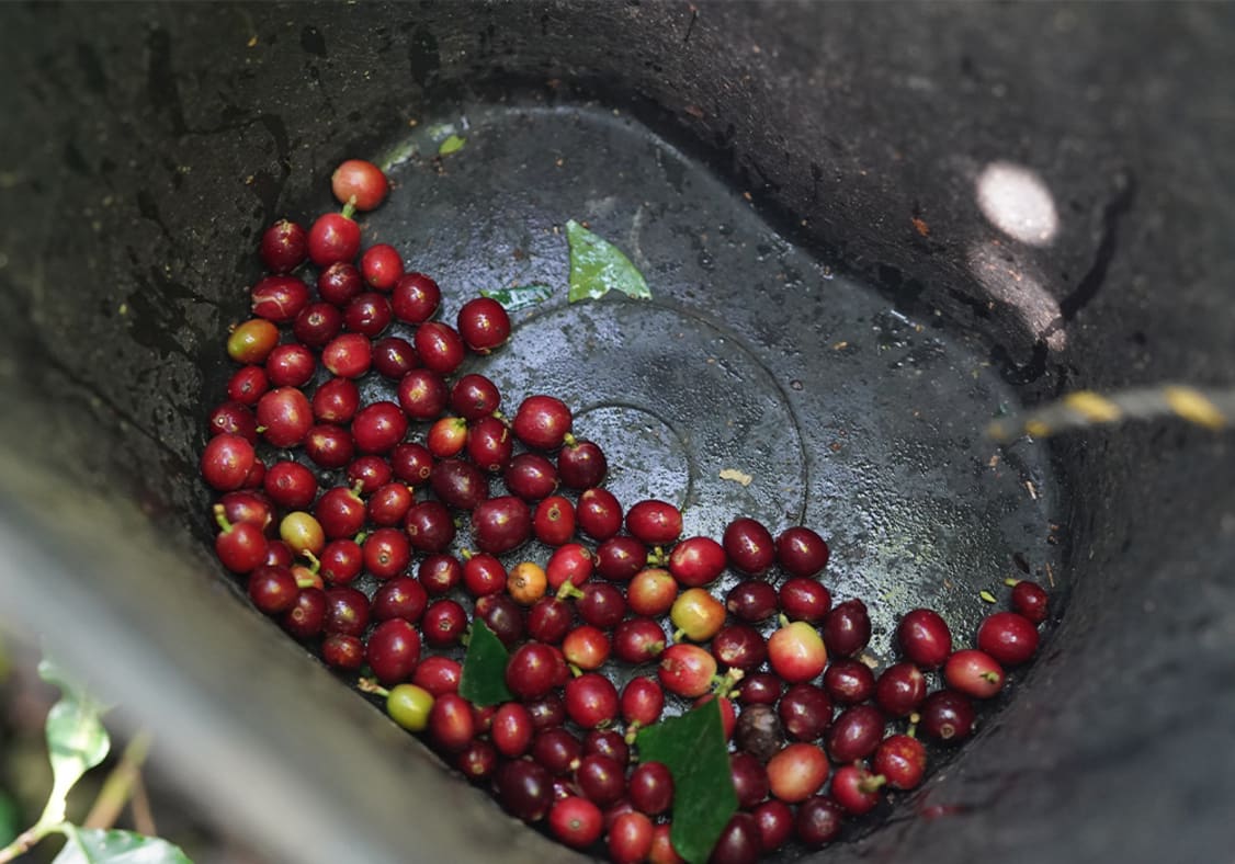 Ripe coffee cherries