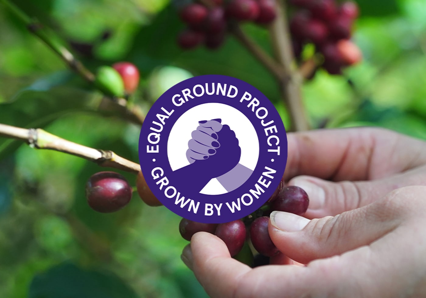 Is the coffee industry equal for men and women?