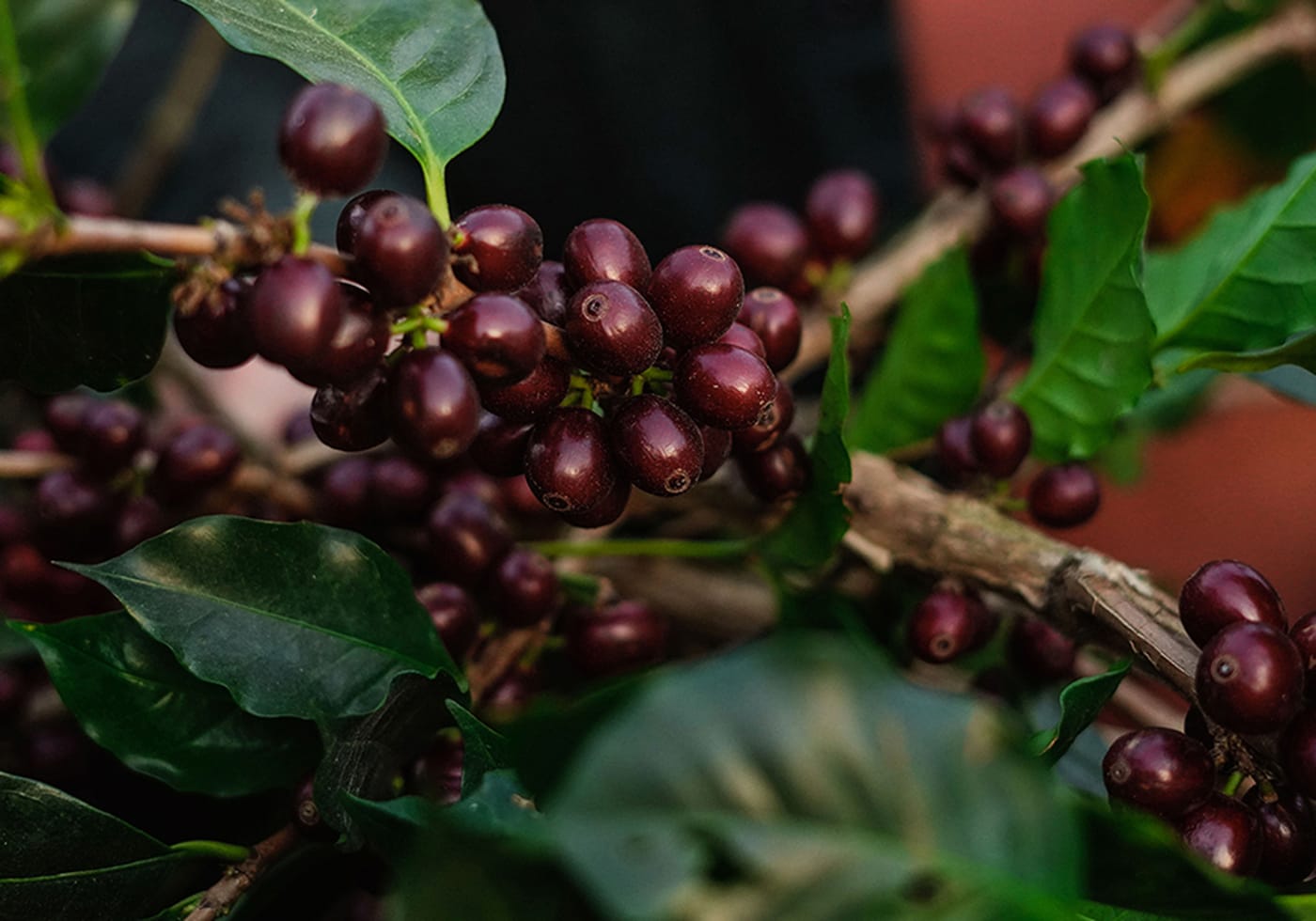 How coffee beans are made: from cherry to roast