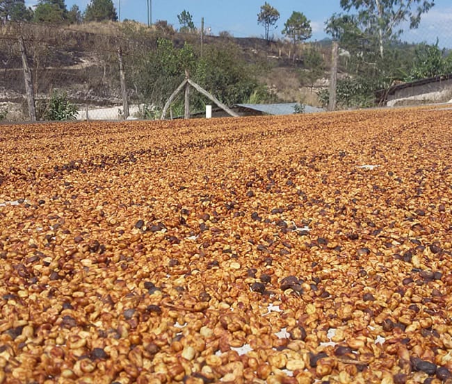 What is honey processed coffee?