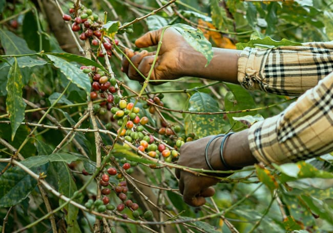 What the 'Super' El Niño means for the price of your coffee