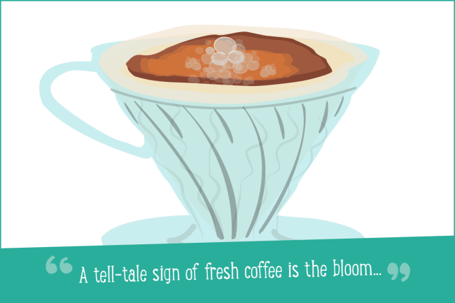 The Coffee Bloom: what is it?