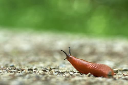 Slugs in the garden