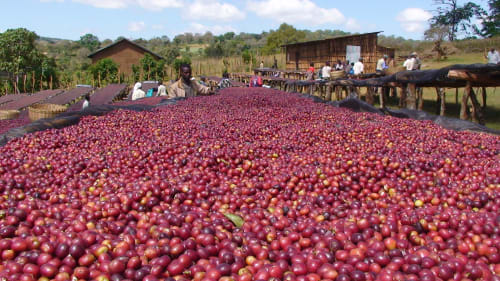 Beans undergoing the natural process