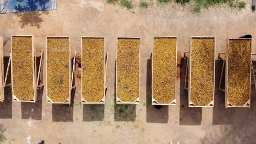 Drying beds on Fazenda Zaroca