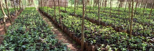 Rows of leafy plants at a coffee farm