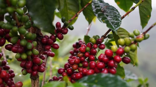 Coffee cherries