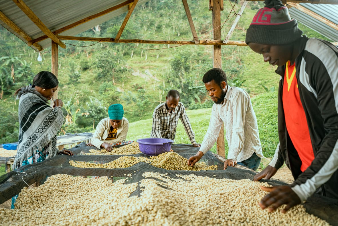 For years, Congolese coffee has been one of the industry’s best-kept secrets.