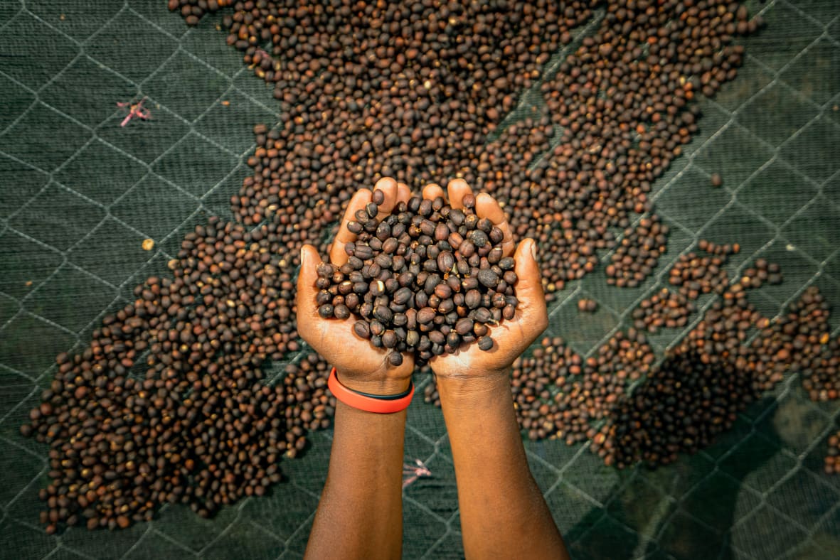 Speciality coffee beans in the DRC
