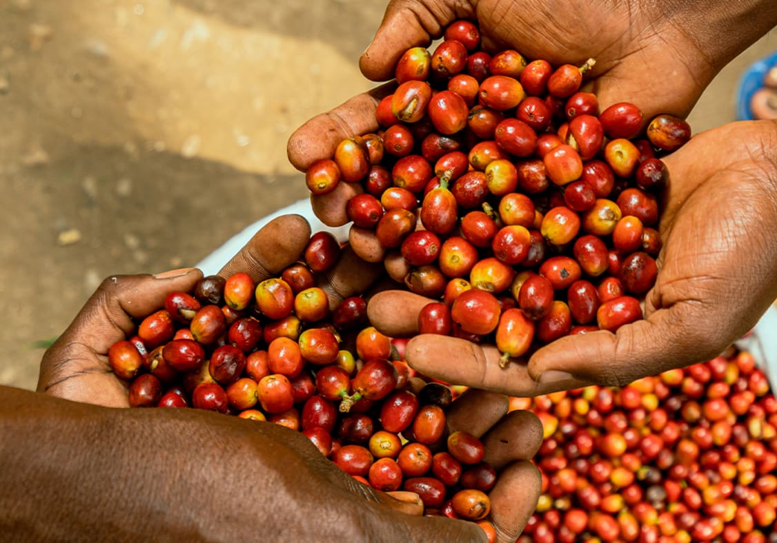 Ripe coffee cherries in Rwanda
