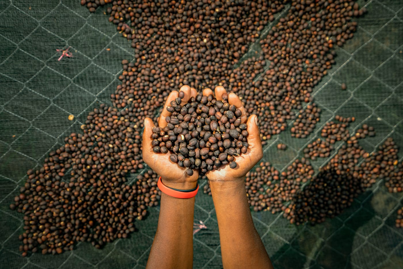 What is speciality coffee?