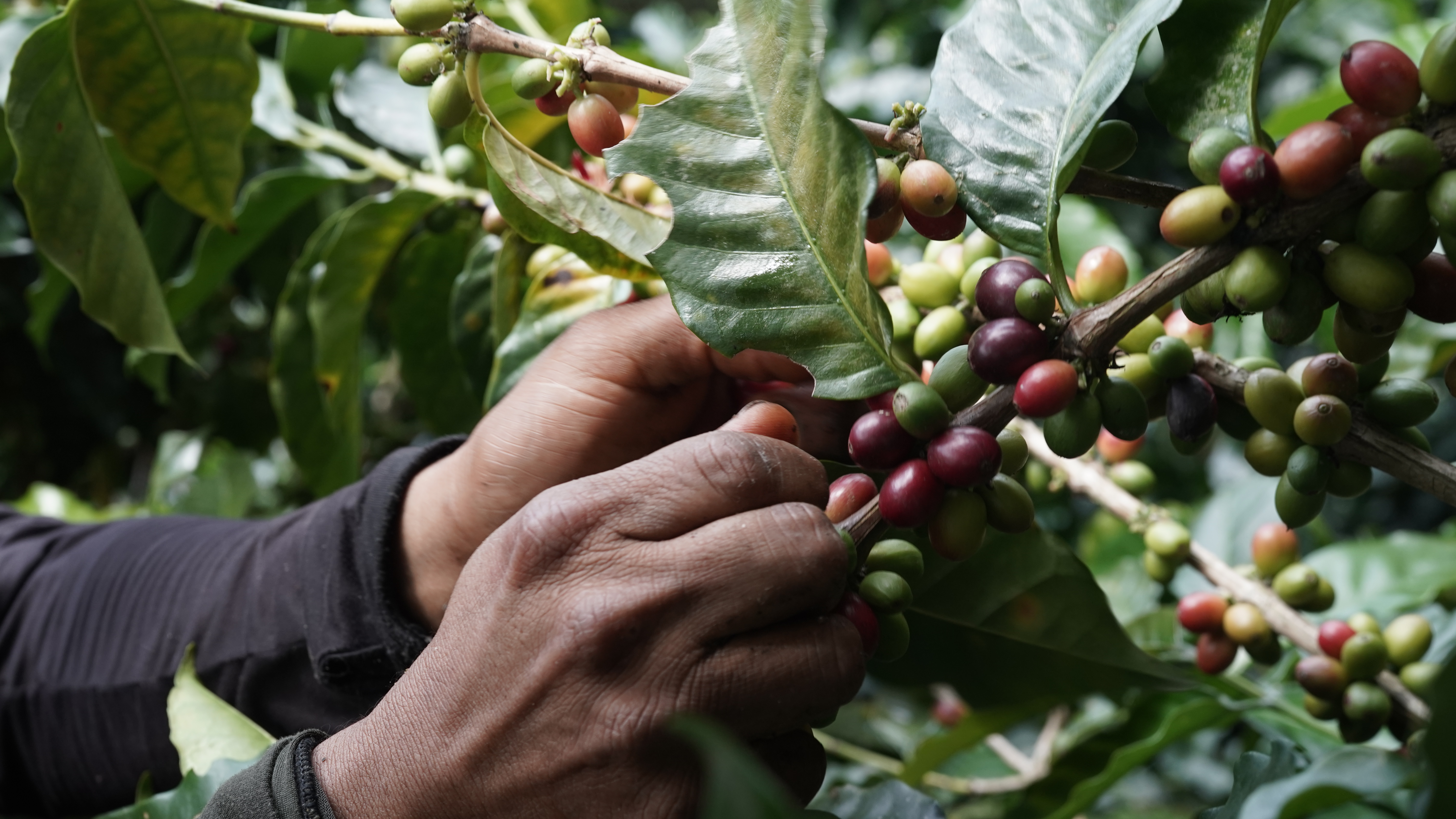 Which Country Produces the Most Coffee?