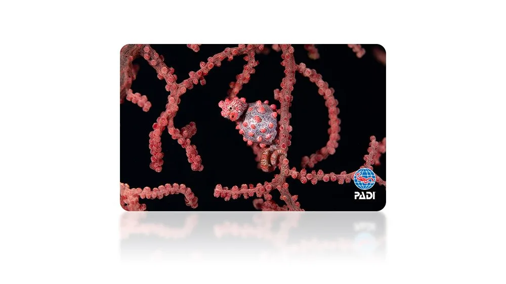 Pygmy Seahorse Camo Physical Card by Jasmine Carey 