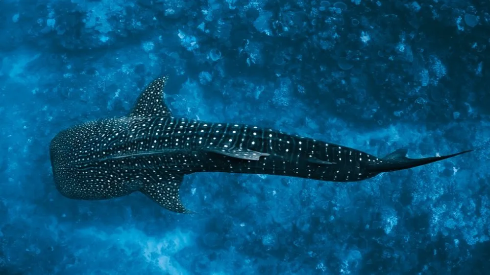 Walhai-Sichtung – eCard von Daniel Nicholson