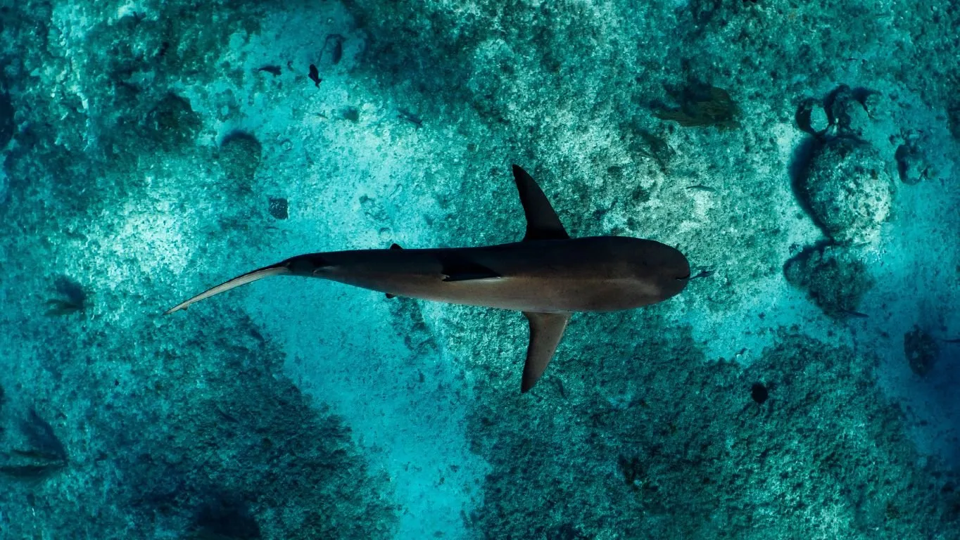 AWARE Shark and Ray Conservation Specialty