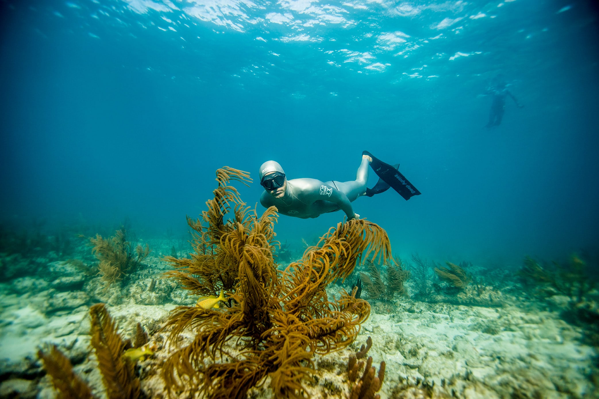 كبير الغطس الحرّ Master Freediver