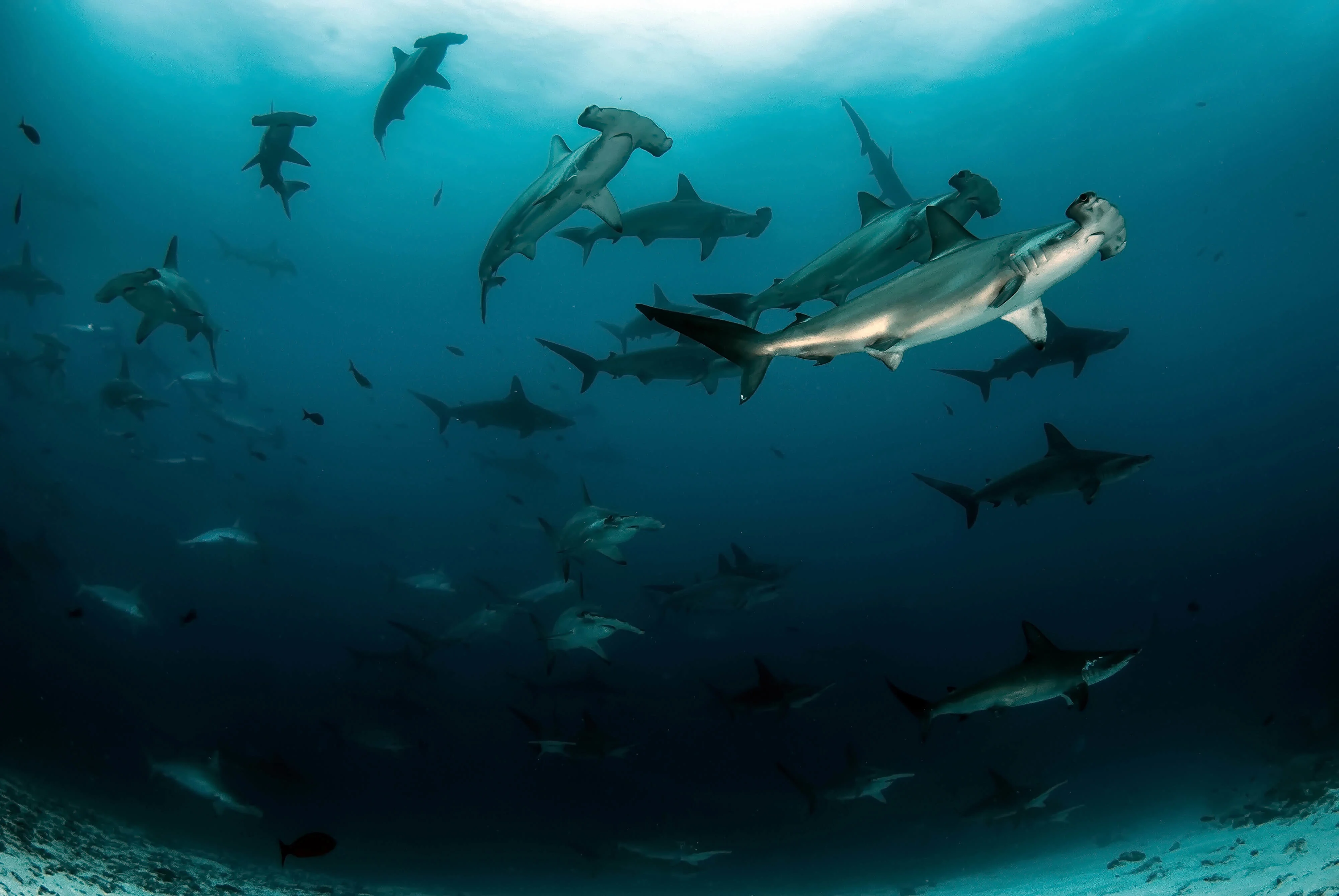 school of hammerhead sharks